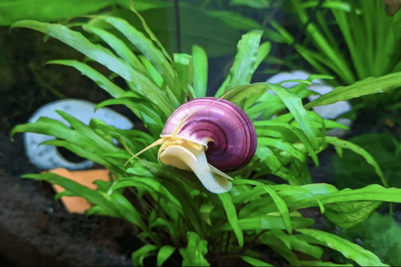 Mystery Snails $8/ea