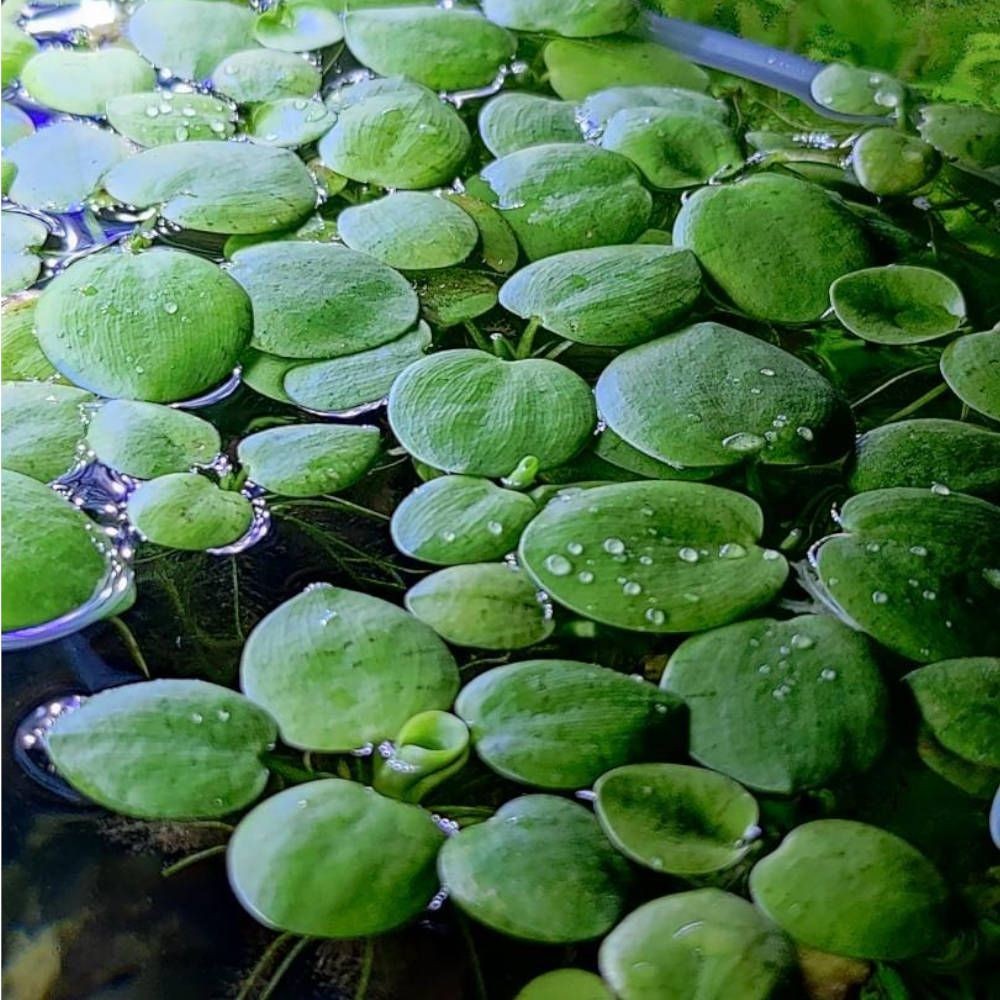  Frogbit, Amazon frogbit, South American sponge plant, Aquatic plants