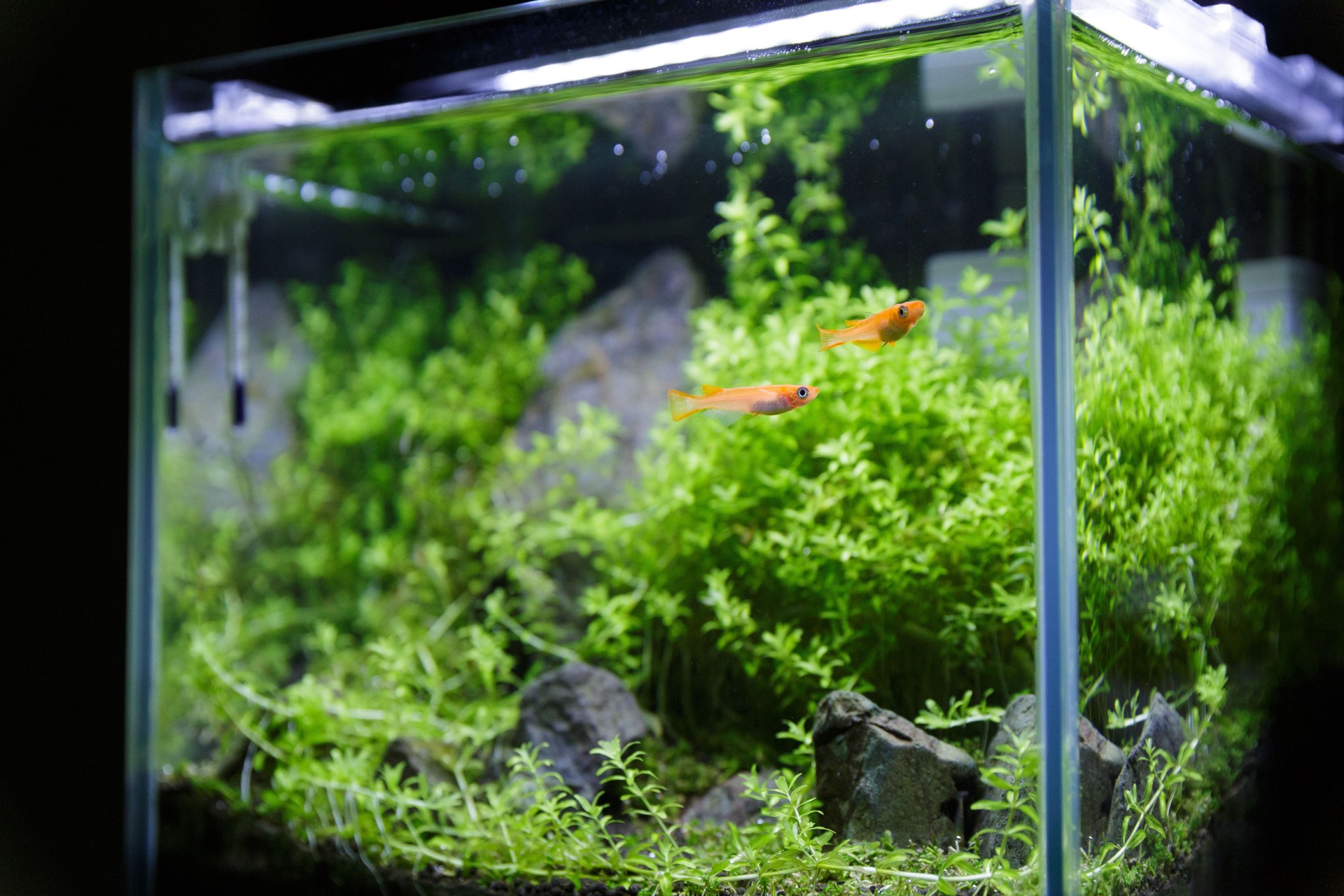 Small killifish tank interior in a room