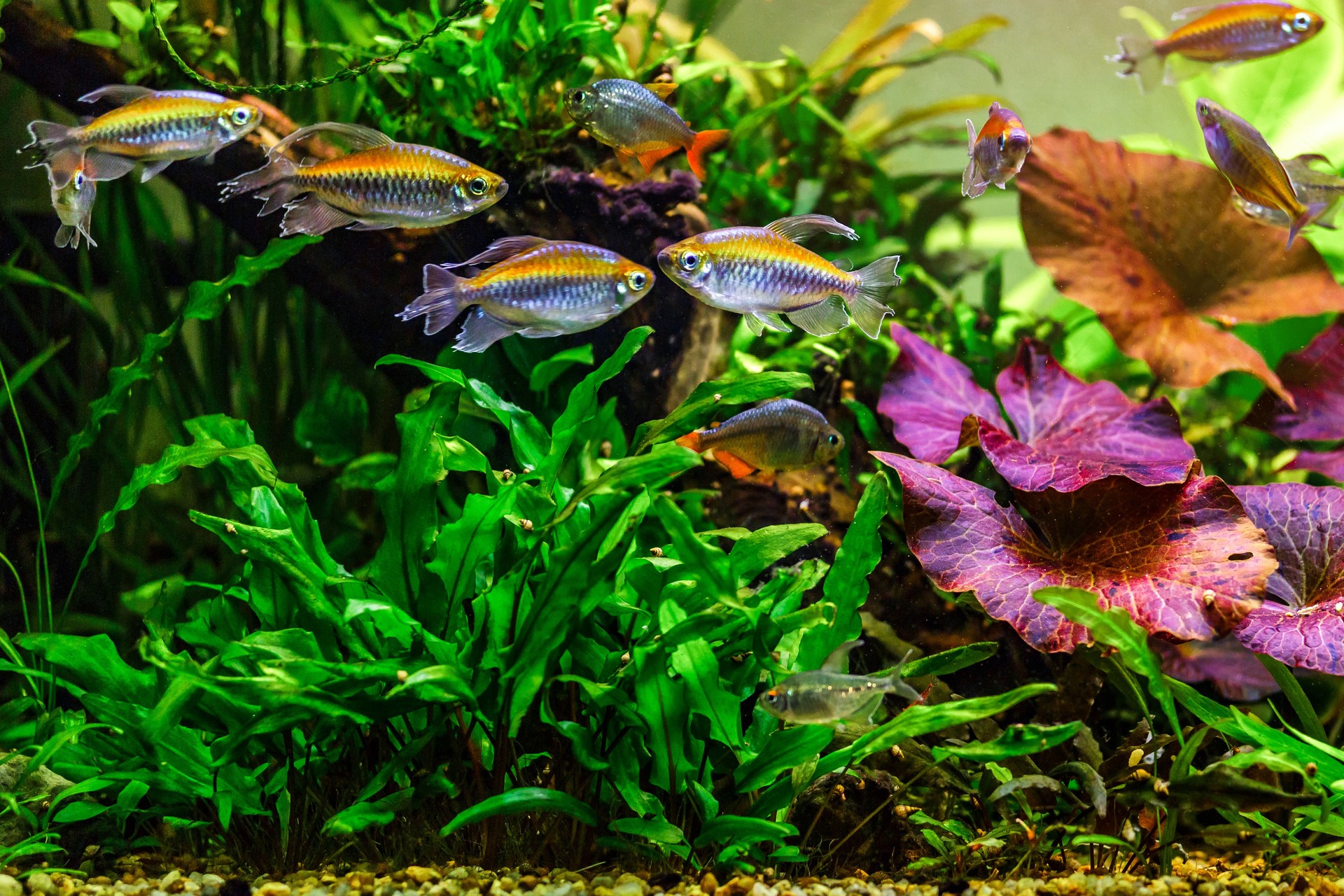 A green beautiful planted tropical freshwater aquarium with fishes and shrimps.A Congo tetra, Phenacogrammus interruptus, with water plants.